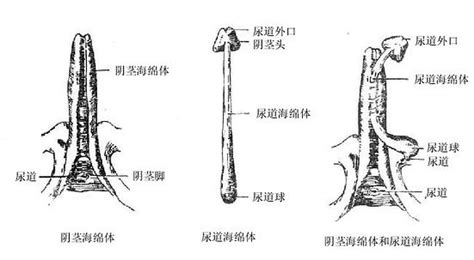 男人陰莖|人體解剖學/男性生殖器